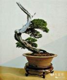 一九九零年代中期是哪一年